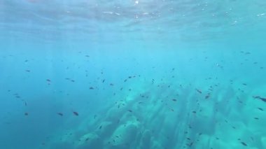 Büyük bir Chromis Chromis balığının açık, mavi ve derin sulardaki ışık yansımaları efektleriyle sersemletici sualtı görüntüleri.