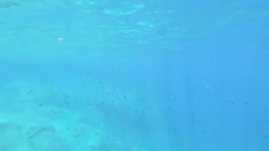 Büyük bir Chromis Chromis balığının açık, mavi ve derin sulardaki ışık yansımaları efektleriyle sersemletici sualtı görüntüleri.