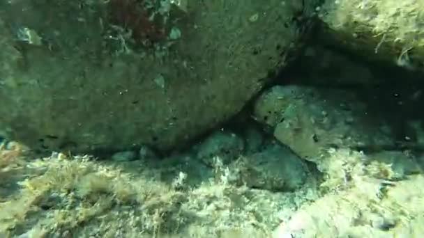 Filmato Subacqueo Una Stella Marina Rossa Attaccata Una Roccia — Video Stock