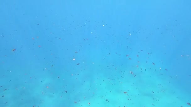 Вражаючі Підводні Кадри Великої Групи Риб Chromis Chromis Ясній Синій — стокове відео