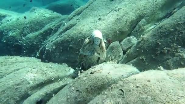 圣母玛利亚雕像在两块岩石中间的水下镜头 — 图库视频影像