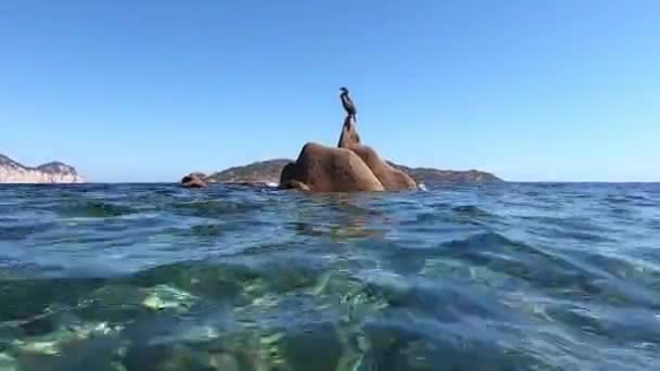 澄んだ海と青い空の真ん中の花崗岩の岩の上に鵜に近づく水面での撮影 — ストック動画