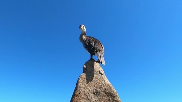 Tir au niveau de l'eau en gros plan d'un cormoran sur une roche de granit au milieu de la mer claire et du ciel bleu 