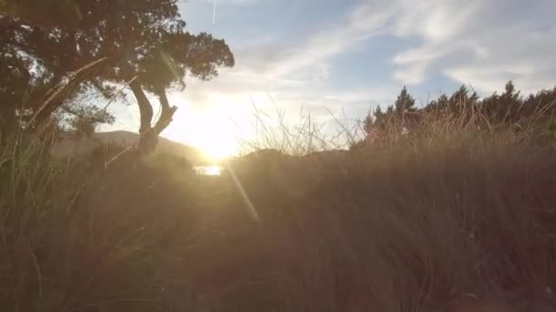 Περπάτημα Στο Ηλιοβασίλεμα Στην Παραλία Θαλάσσια Βλάστηση Στο Ηλιοβασίλεμα Backlight — Αρχείο Βίντεο