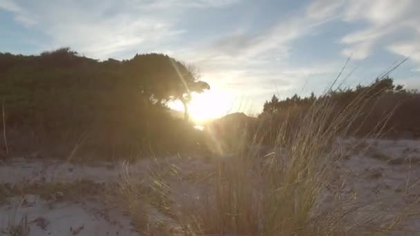 Куст Мраморной Травы Ammophila Arenaria Перемещается Ветром Дюнам Пляжа Закате — стоковое видео