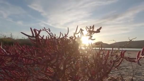 Bakgrundsbelysning Närbild Salicornia Röd Växt Saga Landskap Solnedgången Med Berg — Stockvideo