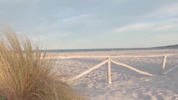 Recinzione Legno Sulla Spiaggia Bianca Con Cespuglio Erba Marram Ammophila — Video Stock