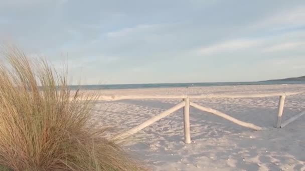 Cerca Madera Playa Blanca Con Arbusto Hierba Marram Ammophila Arenaria — Vídeos de Stock