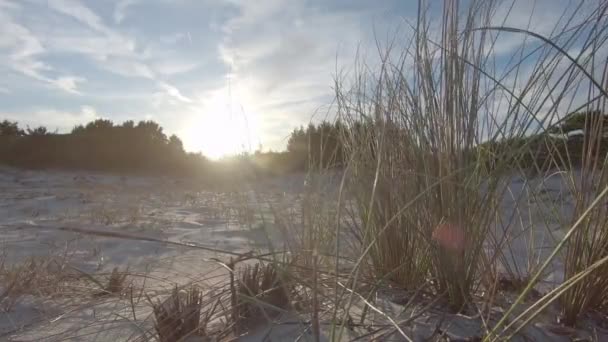Куст Мраморной Травы Ammophila Arenaria Перемещается Ветром Дюнам Пляжа Закате — стоковое видео