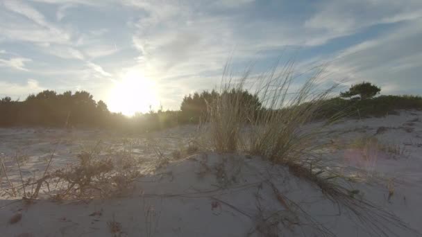 Buisson Herbe Marram Ammophila Arenaria Déplacé Par Vent Sur Les — Video