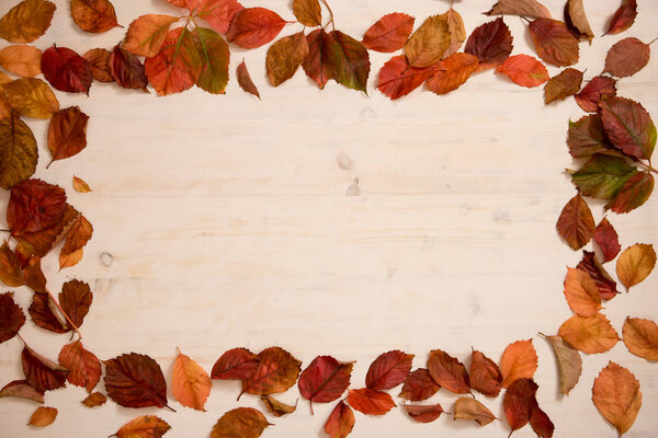 Autumn copy space: angle view of red Virginia creeper (Parthenocissus quinquefolia) leaves in shades of red and orange on a white wooden background