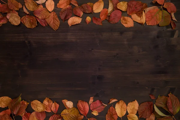 Sonbahar fotokopi alanı: kırmızı Virginia sarmaşığının (Parthenocissus quinquefolia) koyu kahverengi ahşap arka planda kırmızı ve turuncu renkli yaprakların üst görüntüsü