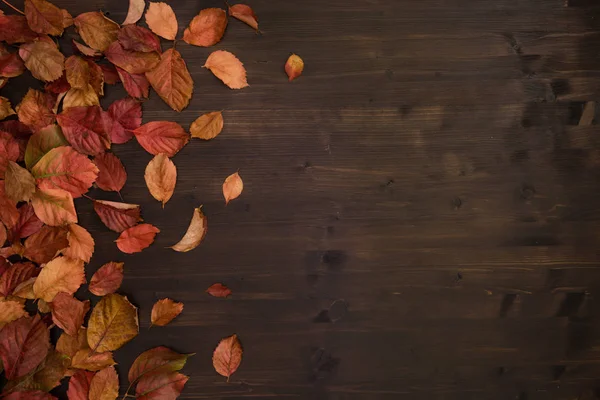 Sonbahar fotokopi alanı: kırmızı Virginia sarmaşığının (Parthenocissus quinquefolia) koyu kahverengi ahşap arka planda kırmızı ve turuncu renkli yaprakların üst görüntüsü