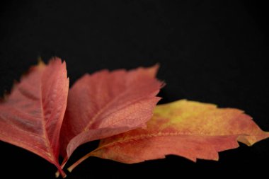 Turuncu sonbahar: kırmızı Virginia sarmaşığının (Parthenocissus quinquefolia) açı görüntüsü beyaz arkaplanda kırmızı ve turuncu tonlarda yapraklar oluşturur