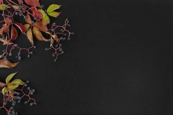 Sonbahar düz fotokopi alanı: Virginia sürüngeninin üst görünümü (Parthenocissus quinquefolia) kırmızı ve siyah arkaplanda siyah üzümlü turuncu yapraklar