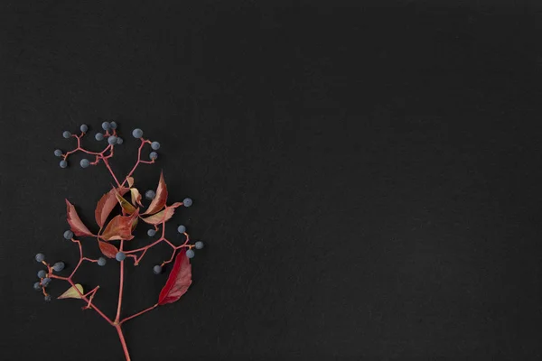 Sonbahar düz fotokopi alanı: Virginia sürüngeninin üst görünümü (Parthenocissus quinquefolia) kırmızı ve siyah arkaplanda siyah üzümlü turuncu yapraklar