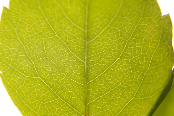 Вид крупным планом на зеленый лист Вирджиния Крипер (Parthenocissus quinquefolia) с передними венами — стоковое фото