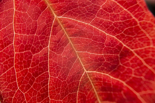 Autumn in orange: macro close-up view of a red Virginia Creeper (Parthenocissus quinquefolia) leaf with foreground veins — Stok Foto