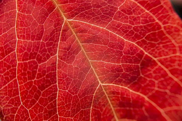 Otoño en naranja: vista macro de cerca de una hoja roja de Virginia Creeper (Parthenocissus quinquefolia) con venas en primer plano — Foto de Stock