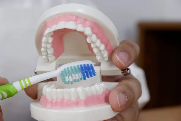Dentysta Przy Użyciu Szczoteczki Zębów Zęby Modelu Gabinecie Stomatologicznym Profesjonalny — Zdjęcie stockowe