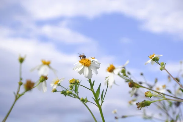 Daisy Witte Bloem Bloeien Natuur Tegen Blauwe Hemelachtergrond — Stockfoto