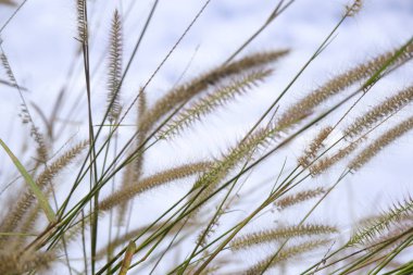 doğaya karşı mavi gökyüzü arka plan cam çiçek çiçek