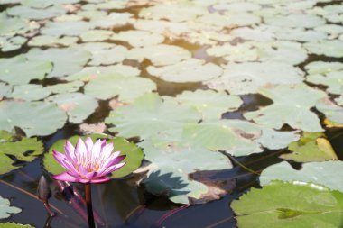 havuzda pembe lotus çiçek açan