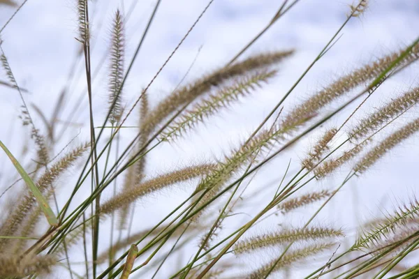 doğaya karşı mavi gökyüzü arka plan cam çiçek çiçek
