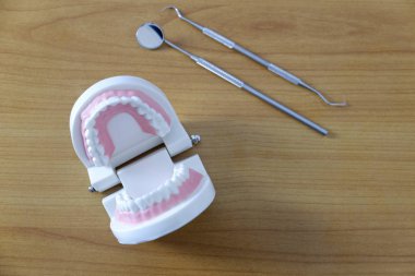 Ofiste, diş ve sağlık kavramı tabloda dişçi diş modeli