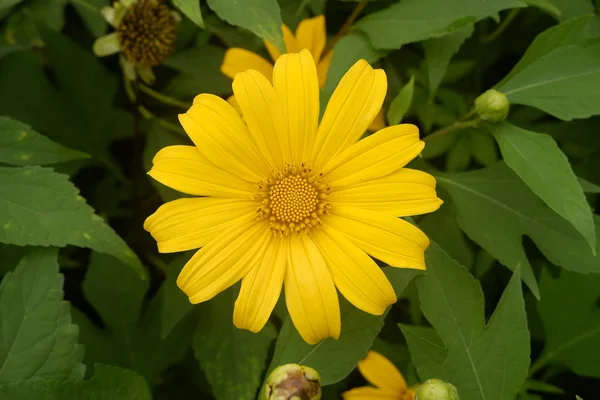 Cerrar hermosa flor amarilla en el jardín, vista superior . — Foto de Stock