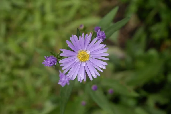 Закрыть мокрый фиолетовый цветок, вид сверху — стоковое фото