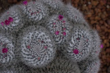 Güzel yakın çekim çiçek pembe çiçek çölde yeşil kaktüs