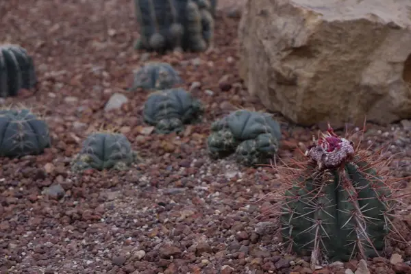 Bellissimo cactus verde primo piano nel deserto . — Foto Stock