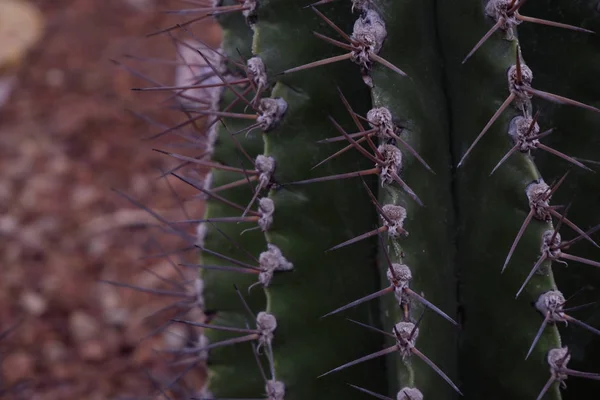 Bellissimo cactus verde primo piano nel deserto . — Foto Stock