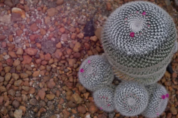 Bellissimo primo piano fiore rosa fiorito di cactus verde nel deserto — Foto Stock