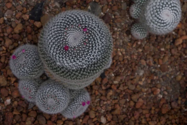 Bellissimo primo piano fiore rosa fiorito di cactus verde nel deserto — Foto Stock