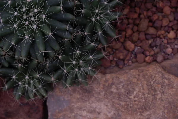 Beau cactus vert en gros plan dans le désert . — Photo