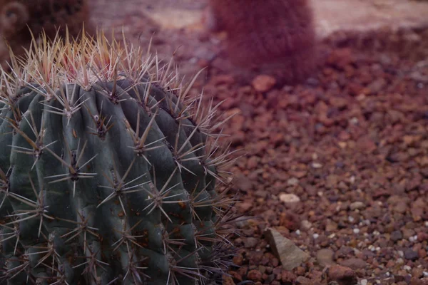 Bellissimo cactus verde primo piano nel deserto . — Foto Stock