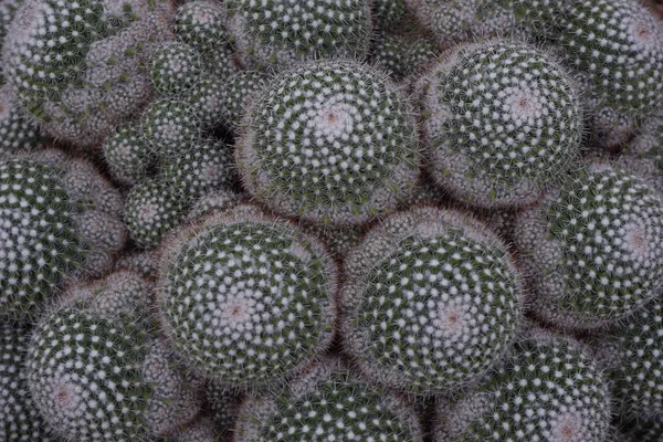 Wunderschöner grüner Kaktus aus nächster Nähe in der Wüste. — Stockfoto