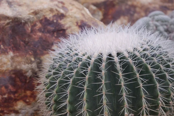 Bellissimo cactus verde primo piano nel deserto . — Foto Stock