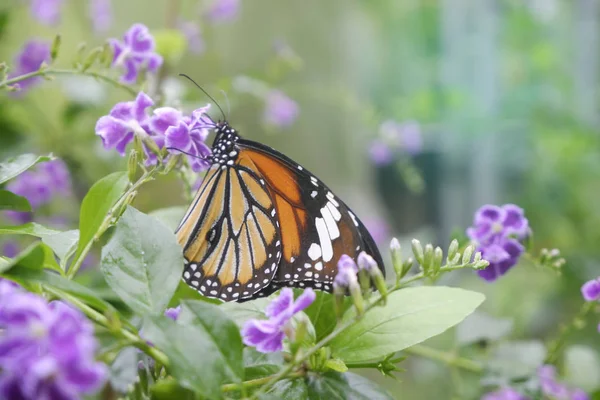 Primer plano mariposa en flor en el jardín; Mariposa tigre común — Foto de Stock