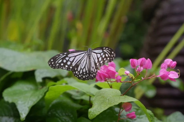 Närbild fjäril på blomma i trädgården; Gemensamma tiger fjäril — Stockfoto