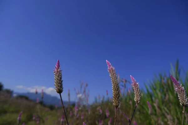 Celosia caracas la flor del peine de gallo, flor de lana rosa en la naturaleza contra el fondo azul del cielo — Foto de Stock