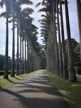 Kokospalmer i den botaniska trdgrden i Kandy, Sri Lanka 