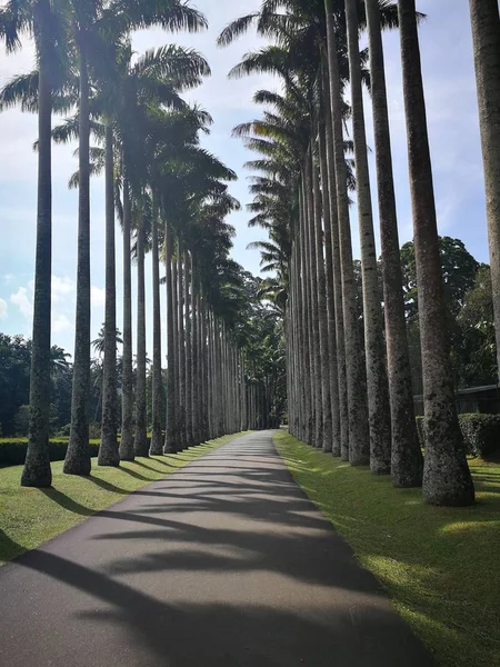 Kokospalmer i den botaniska trdgrden i Kandy, Sri Lanka 