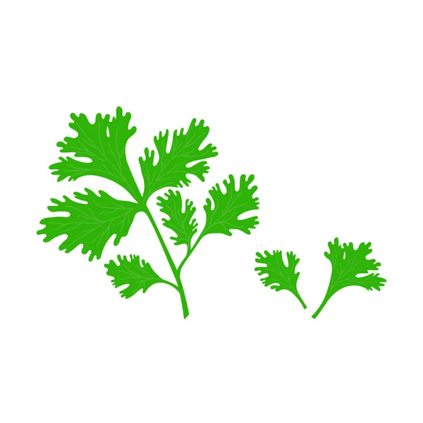 흰색 배경에 플랫 스타일 고립 된 그림파슬리 잎. — 스톡 벡터