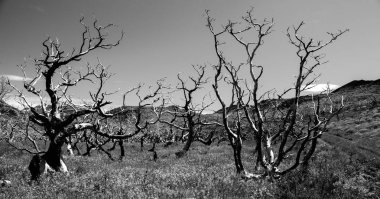 yanık alanı ağaçlarda