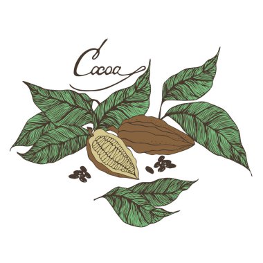 Kakao çekirdeği illüstrasyon. Oyulmuş stil illüstrasyon. Çikolata kakao çekirdeği. Vektör çizim. Kozmetik paket, dükkan, mağaza, ürünler, spa Salonu, sağlık programı, yordamı, Cilt Güzellik