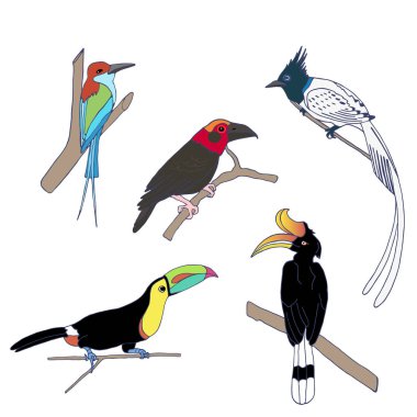 Egzotik kuşlar ayarla