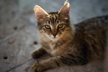 Aşağı uzanmış ve kameraya bakarak güzel kahverengi Tabby yavru kedi